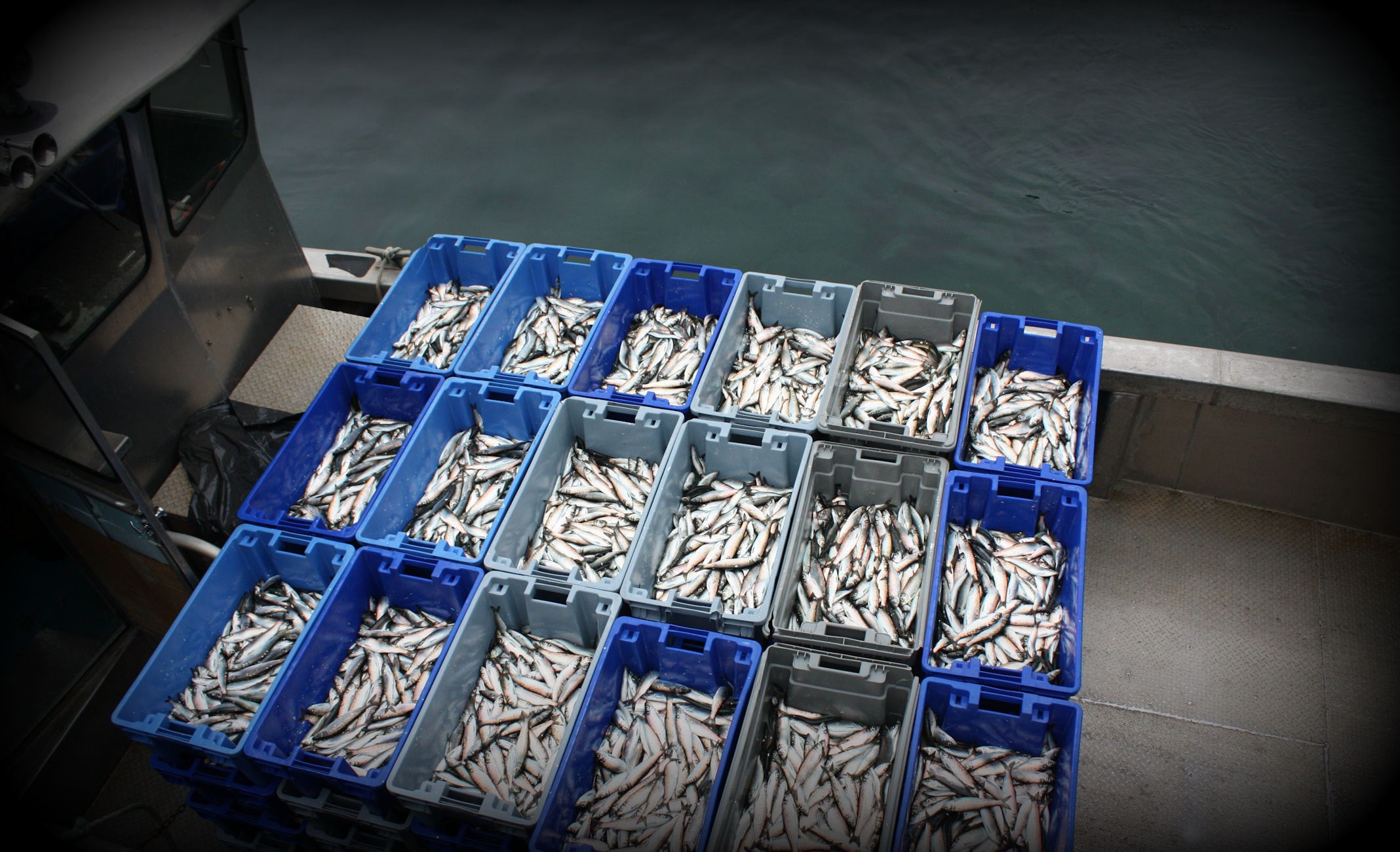 Wild caught pacific herring